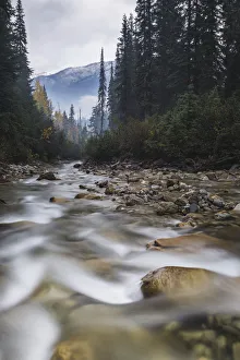 Connaught Creek winding through a dark misty forest, Glacier National Park of Canada Connaught Creek winding through a dark misty forest, Glacier National Park of Canada