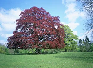 Prints of Copper beech tree, Croft Castle, Herefordshire, England, United Kingdom, Europe Herefordshire Prints: Copper Beech Tree Print, Croft Castle