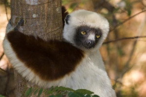 Coquerels Sifaka Prints: Coquerels Sifaka (Propithecus coquereli), Ankarafantsika National Park