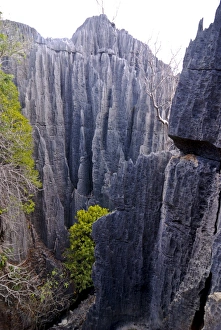 Coral formations of Tsingy de Bemahara, UNESCO World Heritage Site, Madagascar, Africa Coral formations of Tsingy de Bemahara, UNESCO World Heritage Site, Madagascar, Africa