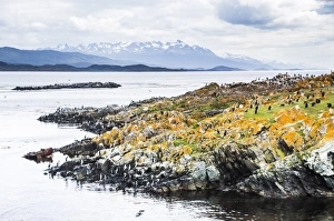 Cormorant colony on an island at Ushuaia in the Beagle Channel (Beagle Strait), Tierra Del Fuego Cormorant colony on an island at Ushuaia in the Beagle Channel (Beagle Strait), Tierra Del Fuego