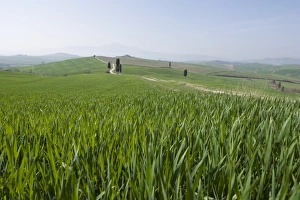 European Farmland Images Prints: Corn fields near Pienza