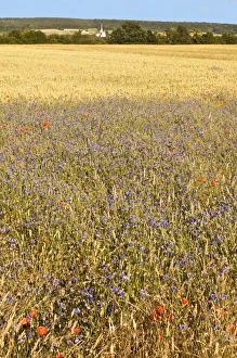 Europe Nature Scenery Prints: Corn fields with poppies and cornflowers, Normandy, France, Europe