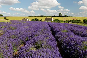 Cotswold Lavender, Snowshill, Cotswolds, Gloucestershire, England, United Kingdom, Europe Cotswold Lavender, Snowshill, Cotswolds, Gloucestershire, England, United Kingdom, Europe