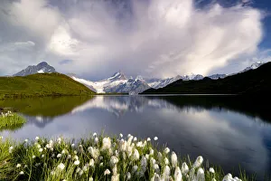 Cotton grass in bloom surrounding Bachalpsee lake and mountains, Grindelwald Cotton grass in bloom surrounding Bachalpsee lake and mountains, Grindelwald