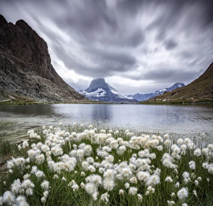 Cotton grass on lake Riffelsee while a thunderstorm hits the Matterhorn, Zermatt Cotton grass on lake Riffelsee while a thunderstorm hits the Matterhorn, Zermatt