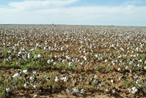 US Agricultural Landscapes Prints: Cotton, Texas