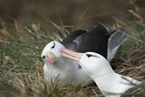 Courting black-browed albatross (black-browed mollymawk) (Diomedea melanophris), West Point, Falkland Island Courting black-browed albatross (black-browed mollymawk) (Diomedea melanophris), West Point, Falkland Island