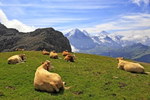 Cows at Faulhorn, Grindelwald, Bernese Oberland, Switzerland, Europe Cows at Faulhorn, Grindelwald, Bernese Oberland, Switzerland, Europe