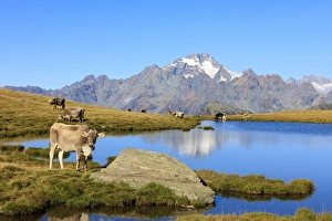 Cows grazing on the shore of Lakes of Campagneda, Malenco Valley, Province of Sondrio Cows grazing on the shore of Lakes of Campagneda, Malenco Valley, Province of Sondrio