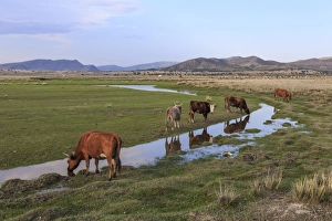 Mongolian Mountain Scenery Prints: Cows reflected in a small pool