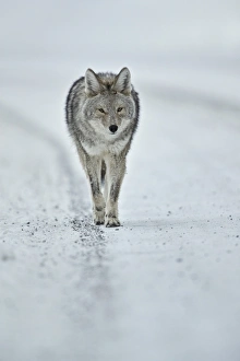 Coyote (Canis latrans) in the snow in winter, Yellowstone National Park, Wyoming Coyote (Canis latrans) in the snow in winter, Yellowstone National Park, Wyoming