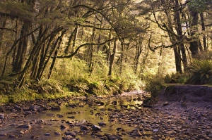 New Zealand Rainforest Prints: Creek through rainforest