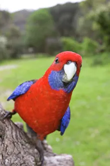 Crimson Rosella, Platycercus elegans, Wilsons Promontory, Victoria, Australia Crimson Rosella, Platycercus elegans, Wilsons Promontory, Victoria, Australia