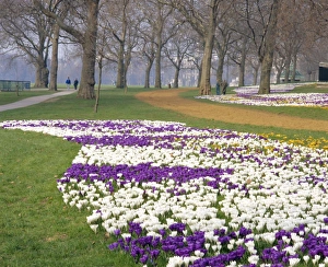 English Countryside Blooms Prints: Crocus in flower in spring in Hyde Park, London, England, UK