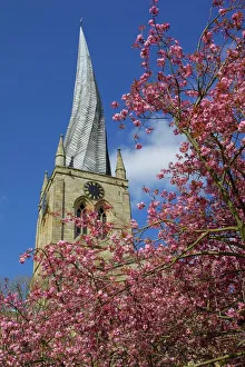 Prints of Crooked spire and spring blossom, Chesterfield, Derbyshire, England, United Kingdom, Europe Country Prints: Chesterfield's Crooked Spire Print with Spring Blossom