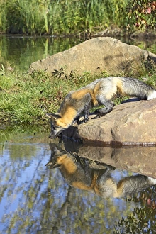 United States Animal Images Prints: Cross phase red fox