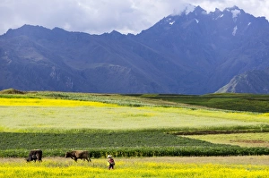 Lake Titicaca Peru Prints: Cultivated fields and cattle, Moho, bordering on Lake Titicaca, Peru, South America