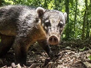 Curious adult South American coati (Nasua nasua), near the trail at Iguacu Falls Curious adult South American coati (Nasua nasua), near the trail at Iguacu Falls