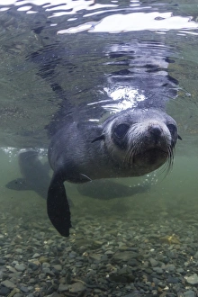 Curious Antarctica fur seal pups (Arctocephalus gazella), underwater in Husvik Bay Curious Antarctica fur seal pups (Arctocephalus gazella), underwater in Husvik Bay