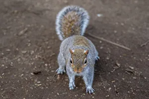 United Kingdom Wildlife Images Prints: Curious grey squirrel on a dirt background, looking at the camera, United Kingdom, Europe