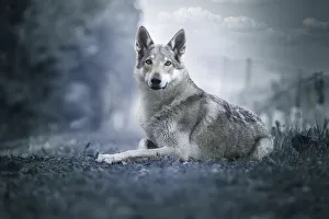 Czechoslovak Wolfdog portrait laying on the ground edited in blue colors, Italy, Europe Czechoslovak Wolfdog portrait laying on the ground edited in blue colors, Italy, Europe