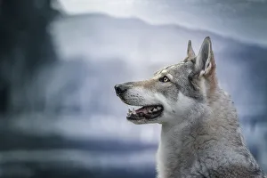 Czechoslovak Wolfdog portrait looking to the left edited in blue colors, Italy, Europe Czechoslovak Wolfdog portrait looking to the left edited in blue colors, Italy, Europe