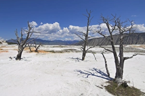 Mammoth Hot Springs Yellowstone Prints: D2x070604219