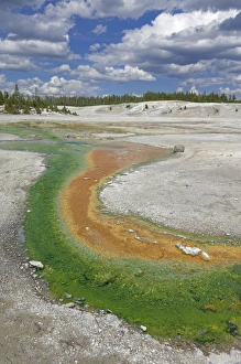 Norris Geyser Basin Prints: D2x070604258