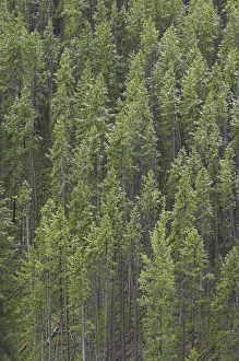 Snowy Pine Trees Prints: D2x070607000