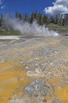 Yellowstone National Park Photography Prints: D2x070609396