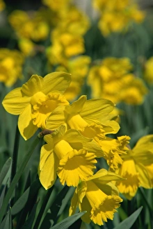Garden Flower Photography Prints: Daffodils