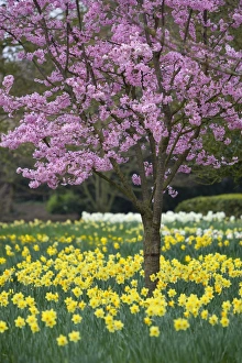 Prints of Daffodils and blossom in spring, Hampton, Greater London, England, United Kingdom, Europe Images Dated 2012 March: Daffodils and Blossom in Spring Print, Hampton, London