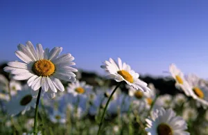 Asteraceae Family Plants Prints: Daisy, Asteraceae