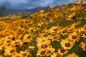 South African Daisies Prints: Daisy (Dimorphotheca sinuata)