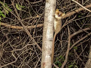 Madagascar Wildlife Prints: Danfoss mouse lemur climbs tree at night