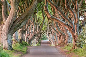 Dark Hedges Print, County Antrim, Northern Ireland Landscape