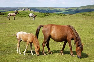 Dartmoor ponies and foals near Hound Tor, in summer sunshine, Devon, England Dartmoor ponies and foals near Hound Tor, in summer sunshine, Devon, England