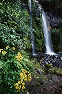 North Island Travel Destinations Prints: Dawson Falls