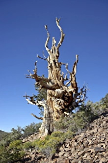 Dead bristlecone pine (Pinus longaeva), Ancient Bristlecone Pine Forest Dead bristlecone pine (Pinus longaeva), Ancient Bristlecone Pine Forest