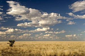 Northern Territory Landscape Prints: The dead-flat grasslands of the Barkly Tablelands, Northern Territory, Australia, Pacific