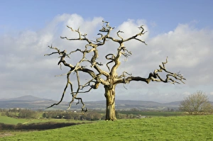 European Outdoor Scenery Prints: A dead tree forms graphic shapes, United Kingdom, Europe