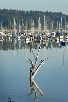 Pacific Northwest Travel Destinations Prints: A dead tree and its reflection in the Quartermaster Marina