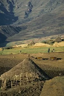 Simien National Park Collection: Debirichwa village in early morning, Simien Mountains National Park, UNESCO World Heritage Site