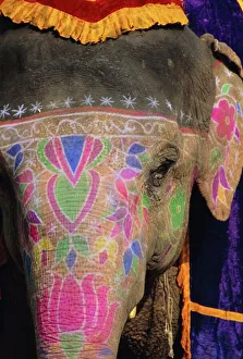 Images Dated 2nd August 2008: Decorated Elephant Print, Rajasthan India