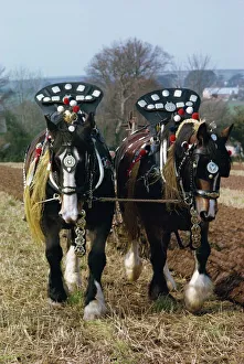 Decorated shire horses pulling a plough in Cornwall, England, United Kingdom, Europe Decorated shire horses pulling a plough in Cornwall, England, United Kingdom, Europe