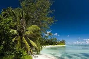 Related Images Collection: Denis Island, Seychelles, Indian Ocean, Africa