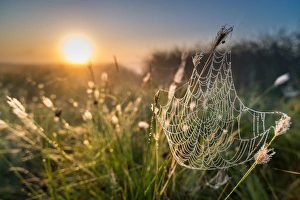 Dew covered spiders web, at sunrise, North Kent Marshes, Kent, England, United Kingdom Dew covered spiders web, at sunrise, North Kent Marshes, Kent, England, United Kingdom