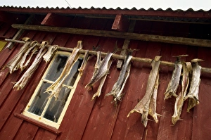 Scandinavian Cuisine Inspiration Prints: Died cod hanging outside house