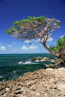 Prints of Divi divi tree, Cudarebe Point, Aruba, West Indies, Dutch Caribbean, Central America Related Prints: Divi Divi Tree Print, Cudarebe Point, Aruba